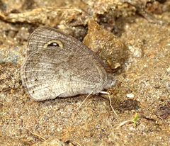 Ypthima asterope hereroica