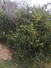 Juliflorae