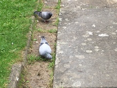 Columba livia domestica