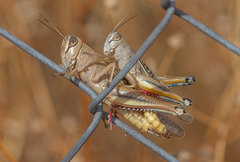 Eyprepocnemis plorans