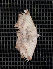 Dissomorphia australiaria