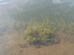 Callitriche hermaphroditica