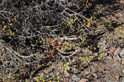 Image of Senecio abruptus by (c) Tony Rebelo, some rights reserved (CC BY-SA)