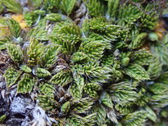 Anisotome imbricata prostrata