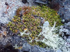 Anisotome imbricata prostrata