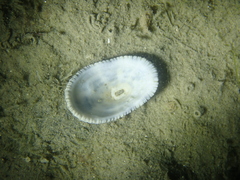 Diodora graeca