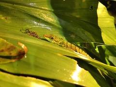 Anolis ventrimaculatus