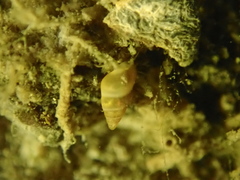 Peringia ulvae