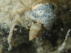 Peringia ulvae