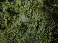 Turbonilla lactea