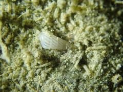 Turbonilla lactea