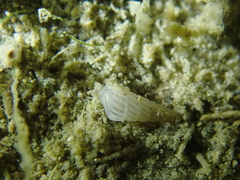 Turbonilla lactea