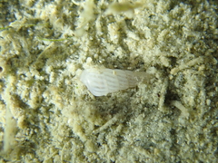Turbonilla lactea