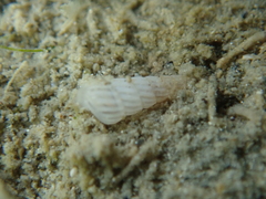 Turbonilla lactea