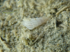 Turbonilla lactea