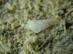 Turbonilla lactea