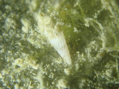 Turbonilla lactea