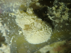 Molgula