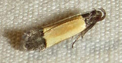 Anacampsis coverdalella