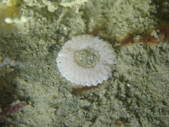 Capnea sanguinea