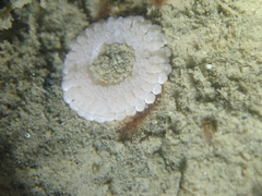 Capnea sanguinea