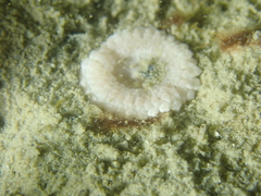 Capnea sanguinea