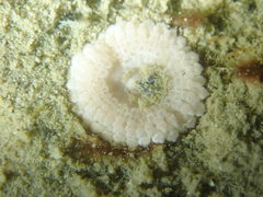 Capnea sanguinea