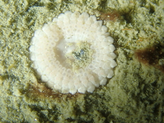 Capnea sanguinea