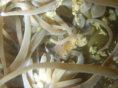 Periclimenes sagittifer