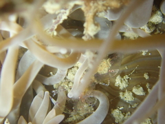 Periclimenes sagittifer