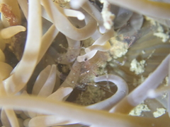 Periclimenes sagittifer