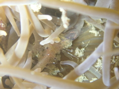 Periclimenes sagittifer