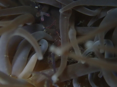 Periclimenes sagittifer