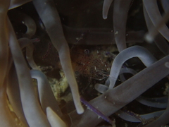 Periclimenes sagittifer