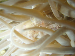 Periclimenes sagittifer