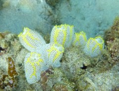 Botrylloides magnicoecus