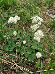 Micranthes porsildiana