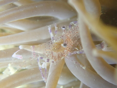 Periclimenes sagittifer