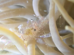 Periclimenes sagittifer