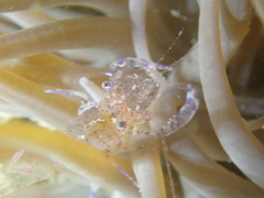 Periclimenes sagittifer