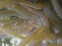 Periclimenes sagittifer