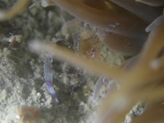 Periclimenes sagittifer