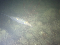 Alloteuthis subulata