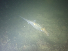 Alloteuthis subulata