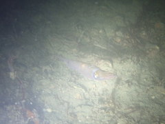 Alloteuthis subulata