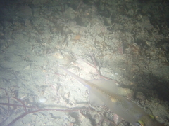 Alloteuthis subulata