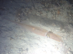Alloteuthis subulata