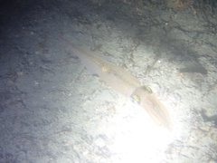 Alloteuthis subulata