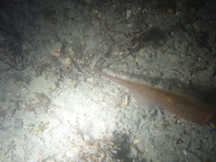 Alloteuthis subulata