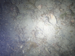 Alloteuthis subulata